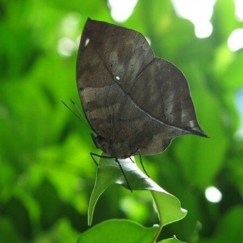 Filtr makro dla GoPro - PolarPro