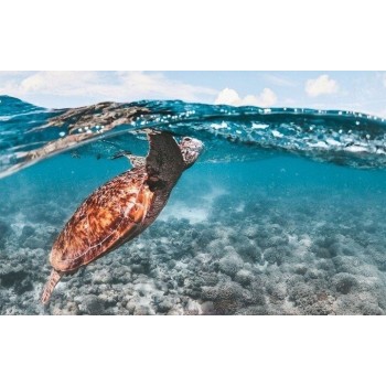 Obudowa Dome dla kamer GoPro - 8